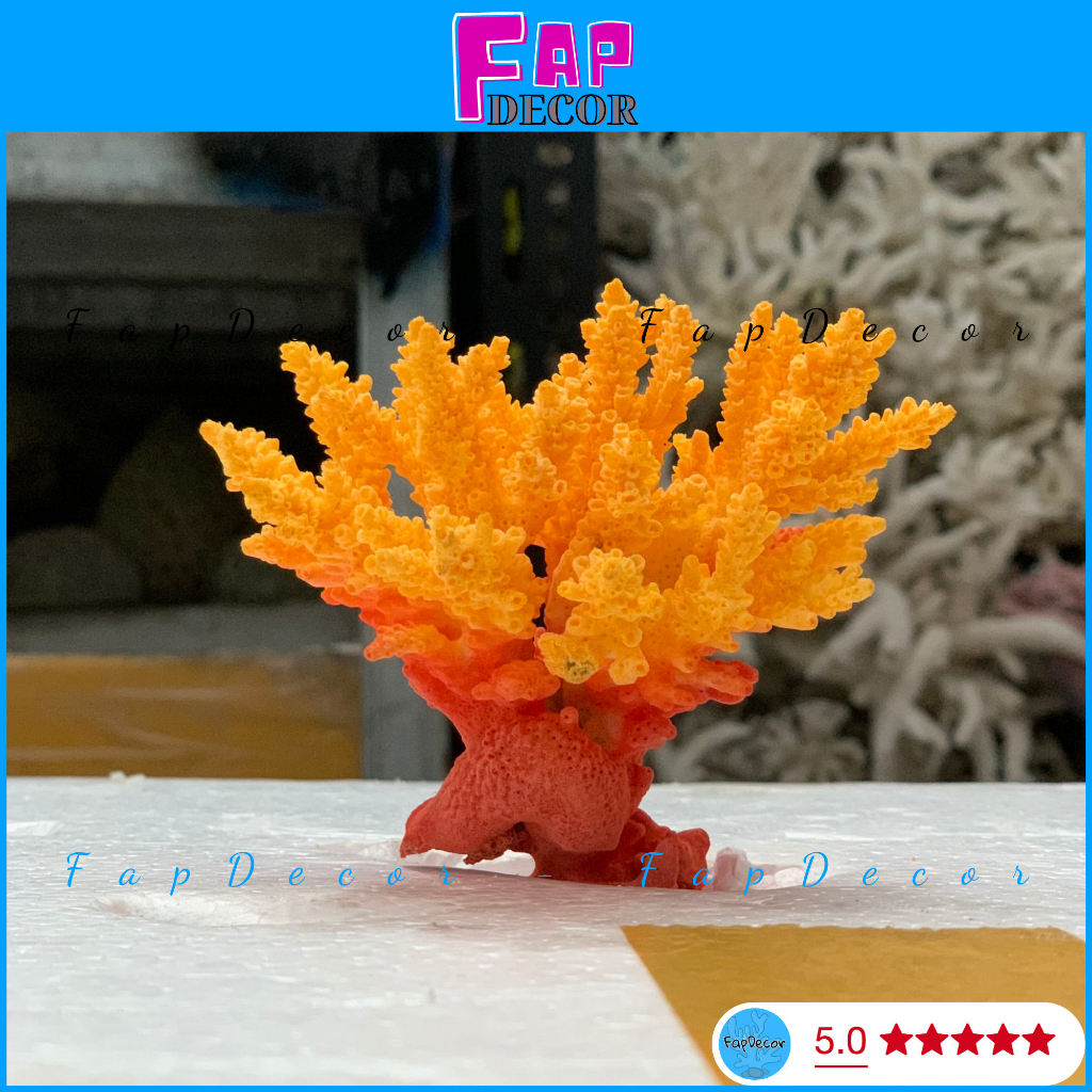 SAN HÔ BÔNG RẠN BIỂN PHỐI 2 MÀU ĐỘC LẠ TRANG TRÍ THỦY SINH, LÀM ĐỒ HAMDMADE, TRANG TRÍ NHÀ - FAPDECOR