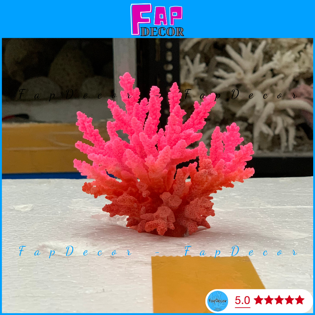 SAN HÔ BÔNG RẠN BIỂN PHỐI 2 MÀU ĐỘC LẠ TRANG TRÍ THỦY SINH, LÀM ĐỒ HAMDMADE, TRANG TRÍ NHÀ - FAPDECOR