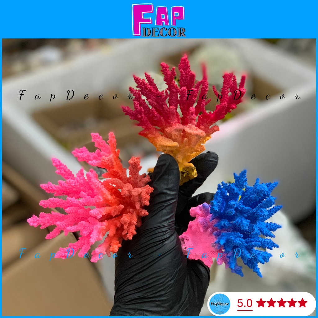 SAN HÔ BÔNG RẠN BIỂN PHỐI 2 MÀU ĐỘC LẠ TRANG TRÍ THỦY SINH, LÀM ĐỒ HAMDMADE, TRANG TRÍ NHÀ - FAPDECOR