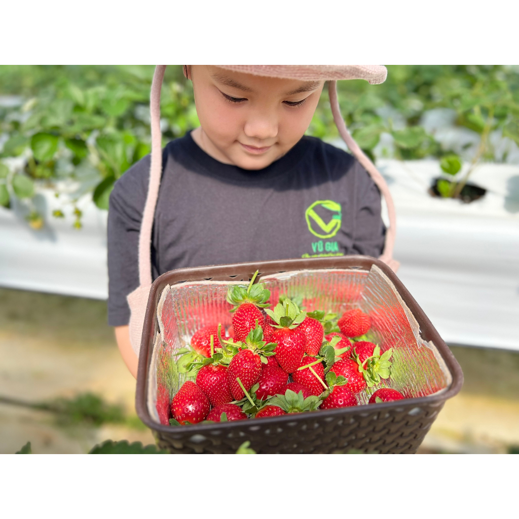 VG FARM Dâu Nhật Sky Đà Lạt Size 36