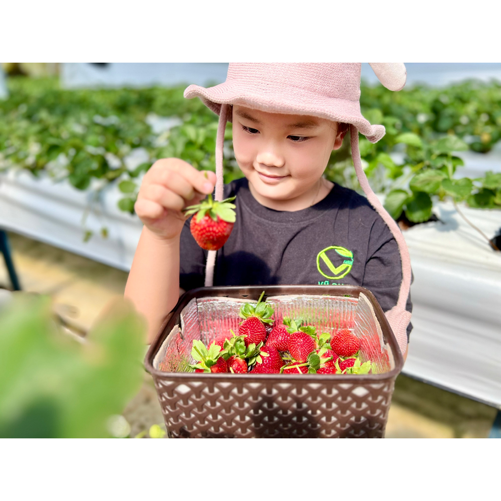 VG FARM Dâu Nhật Sky Đà Lạt Size 36 (200G/500G/1KG)