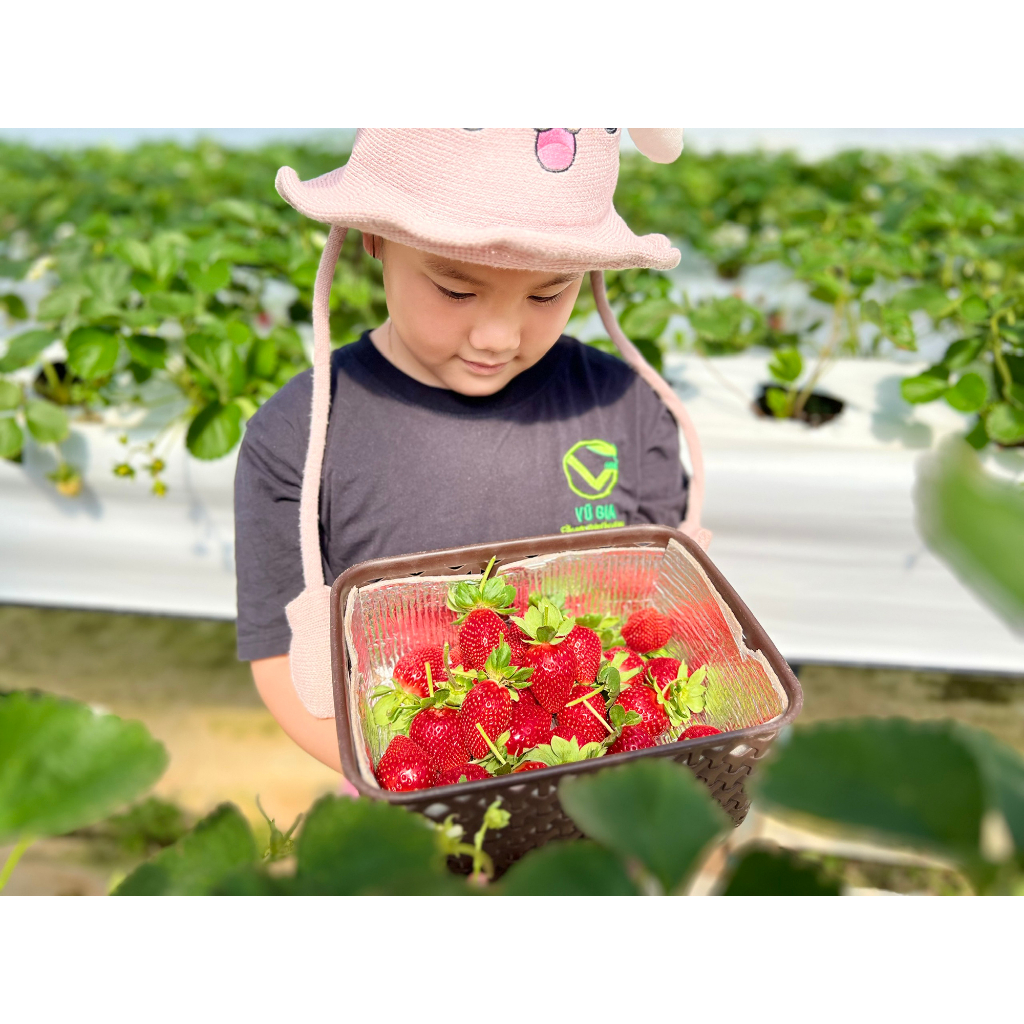 VG FARM Dâu Nhật Sky Đà Lạt Size 36