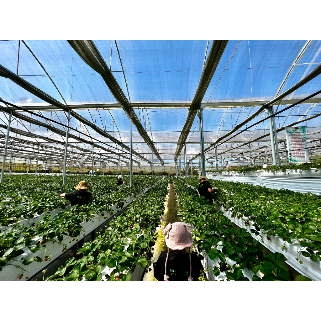 VG FARM Dâu Nhật Sky Đà Lạt Size 36