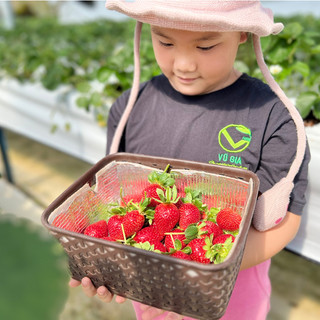Vg farm dâu nhật sachi đà lạt size 49