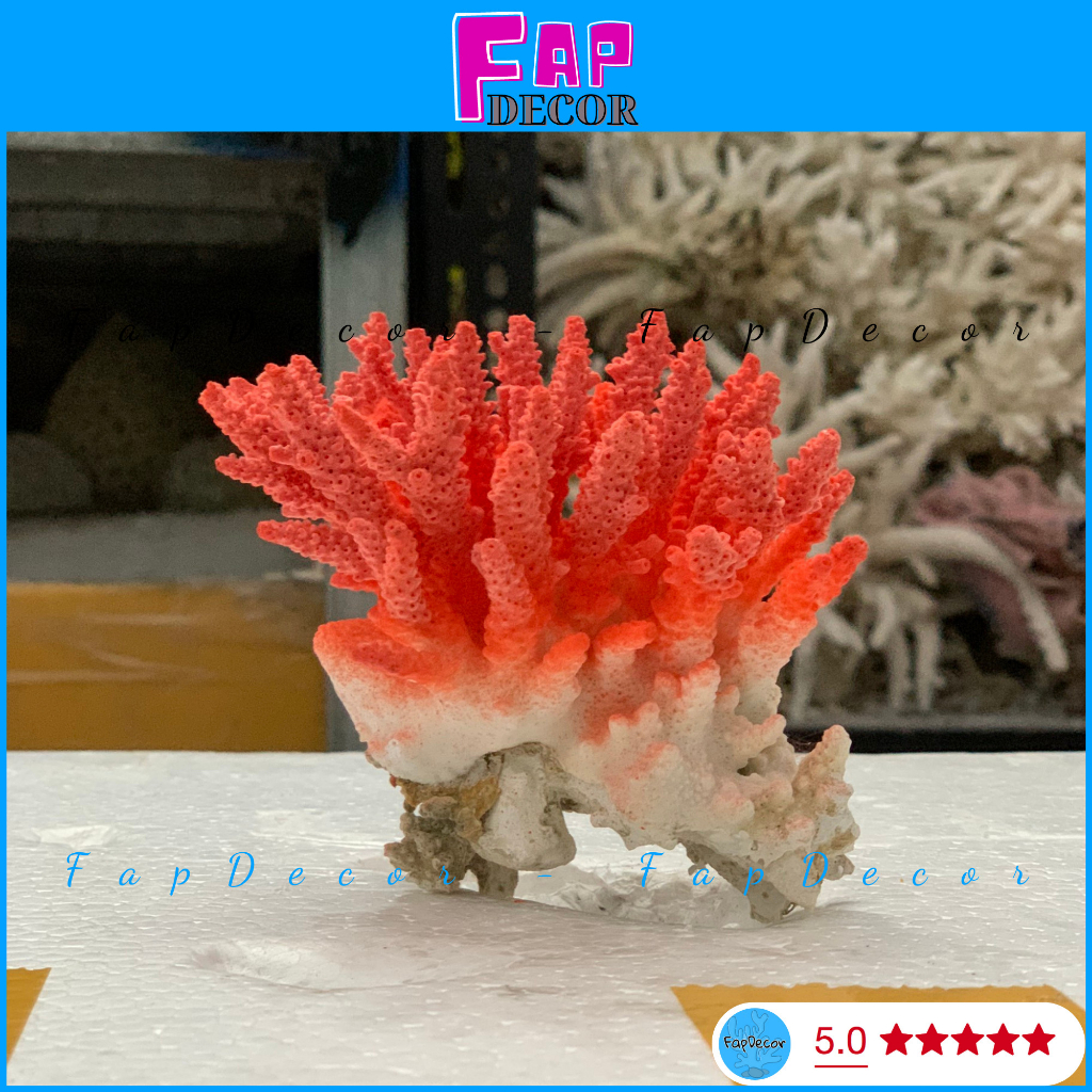 SAN HÔ BÔNG RẠN BIỂN PHỐI 2 MÀU ĐỘC LẠ TRANG TRÍ THỦY SINH, LÀM ĐỒ HAMDMADE, TRANG TRÍ NHÀ - FAPDECOR