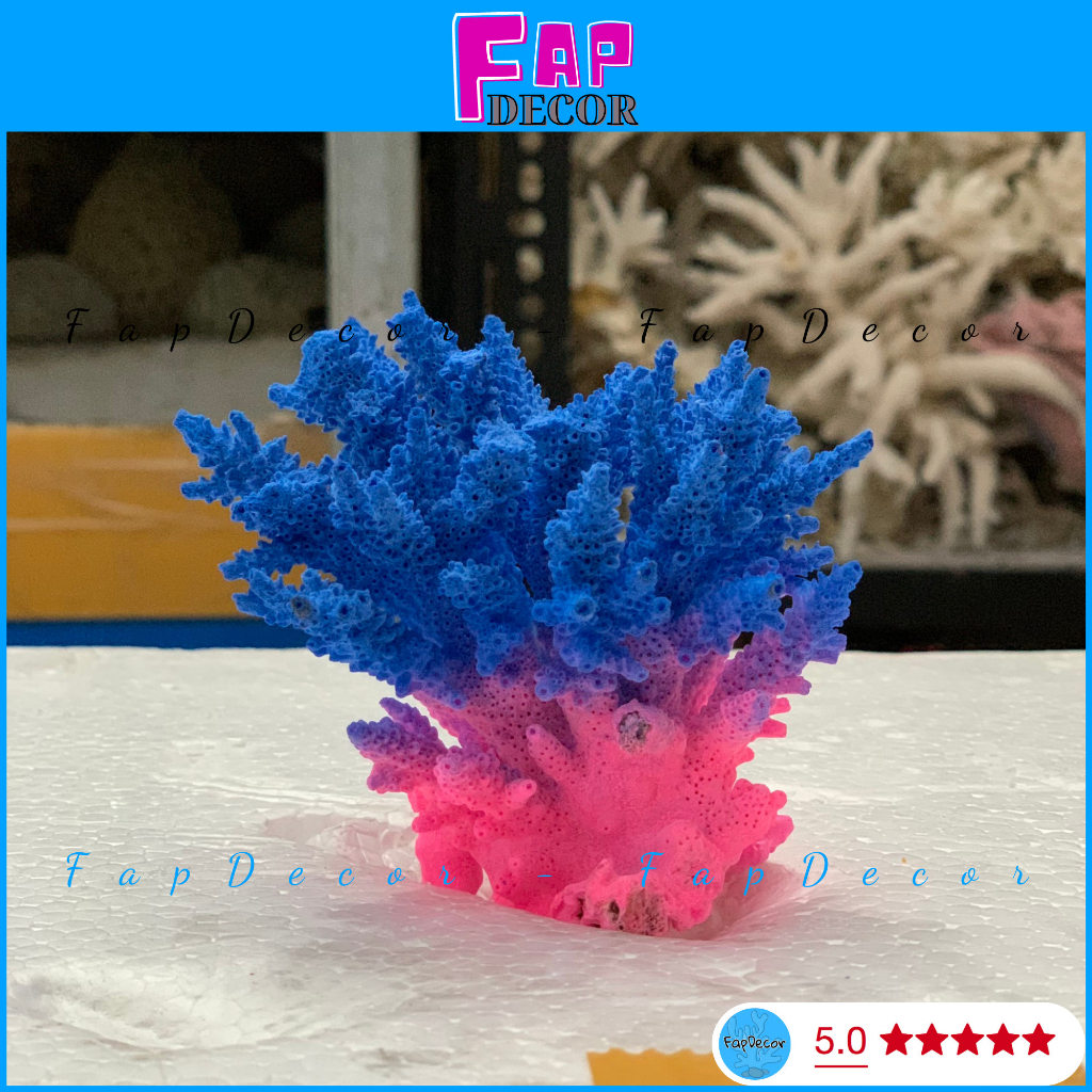 SAN HÔ BÔNG RẠN BIỂN PHỐI 2 MÀU ĐỘC LẠ TRANG TRÍ THỦY SINH, LÀM ĐỒ HAMDMADE, TRANG TRÍ NHÀ - FAPDECOR