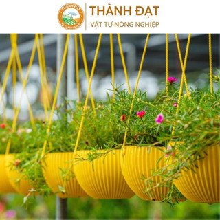 Chậu treo, chậu treo ban công gân sọc siêu xinh trồng hoa kiểng ( chọn màu, kèm dây treo)