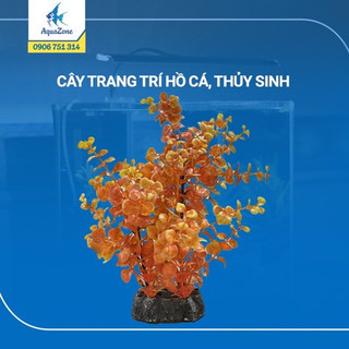 Cây trang trí hồ cá cảnh, thủy sinh