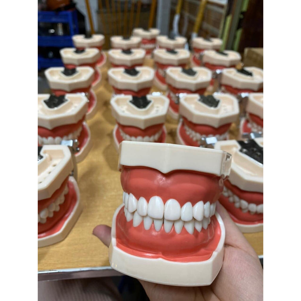 Mẫu hàm thực hành nha khoa,Mô hình mài cùi 28 răng