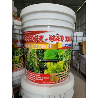 Kéo đọt mập thân