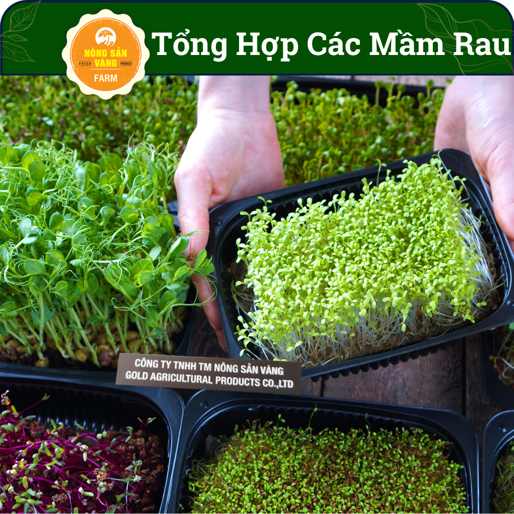 Tổng Hợp Các Loại Hạt Giống Rau Mầm Dinh Dưỡng, Nảy Mầm Cao, Nhanh Thu Hoạch - Nông Sản Vàng