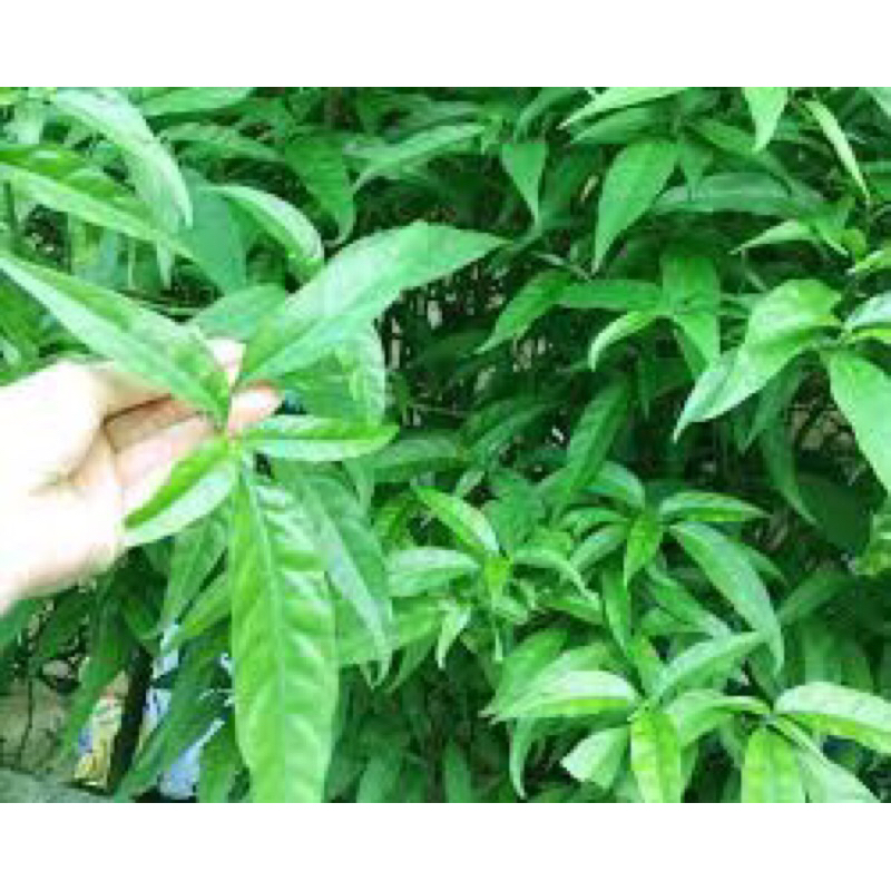 cây bìm bịp (xương khỉ ) 1 chậu lùm