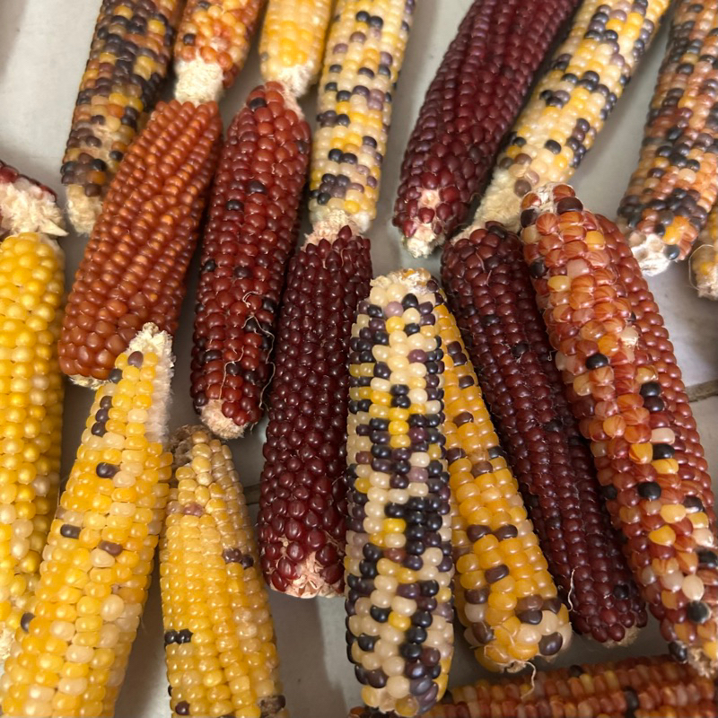 Bắp - ngô nguyên trái mài răng cho hamster…