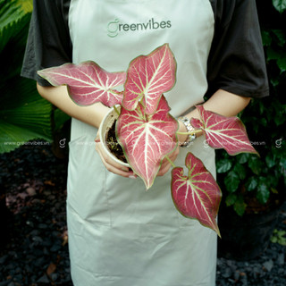 Cây Caladium nhiều màu GREENVIBES kiểng lá để bàn cao 30cm hợp người mệnh mộc