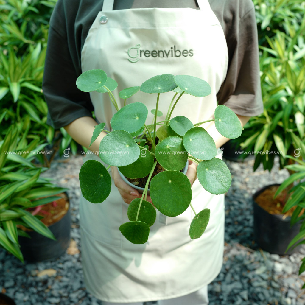 Cây Cỏ Gương GREENVIBES kiểng lá để bàn cao 25cm (Không kèm chậu) hợp mệnh mộc và hỏa