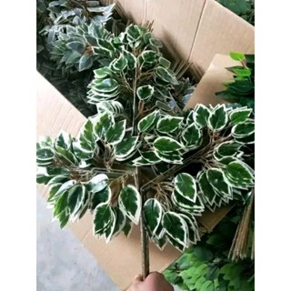 Combo 10 cành lá si viền