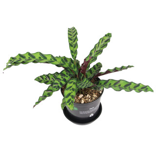 ĐUÔI CÔNG LANCIFOLIA