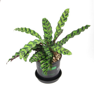 ĐUÔI CÔNG LANCIFOLIA