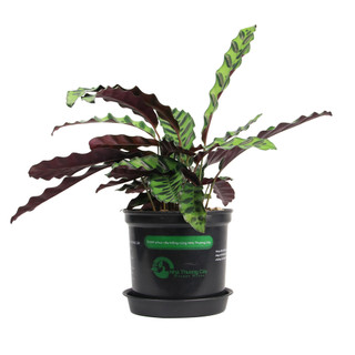 ĐUÔI CÔNG LANCIFOLIA