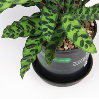 ĐUÔI CÔNG LANCIFOLIA