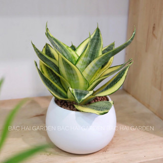 Chậu cây Lưỡi hổ kèm chậu men sứ trắng- Cây để bàn