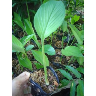 Bầu cây giống nghệ trắng
