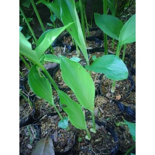 1 bầu nghệ trắng
