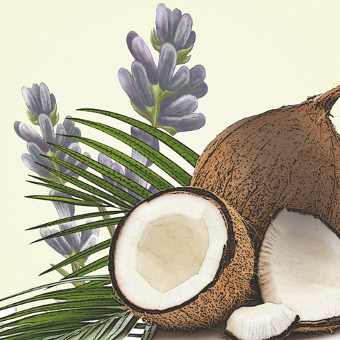 Lăn Khử Mùi Old Spice USA Fiji 73g dừa