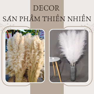  Bông Lau Xù HÀNG LOẠI 1 Hoa Cỏ Lau Trang Trí Nhà Cửa Sự Kiện Siêu Đẹp  Mua 2 tặng 1  