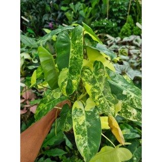 Cây trầu bả tỉ phú var - Philodendron Burle Marx Variegated
