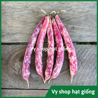 Hạt giống đậu cove bụi lùn trứng rồng - đậu huyết rồng gói 10 hạt