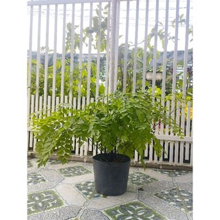 Cây Tóc Thần Vệ Nữ Lá Đại- tặng kèm phân bón