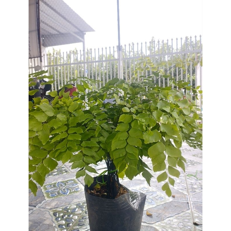 Cây Tóc Thần Vệ Nữ