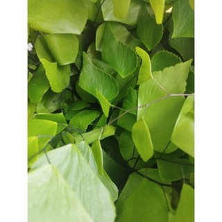 Cây Tóc Thần Vệ Nữ Lá Đại- tặng kèm phân bón