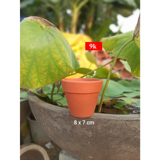 Chậu sứ, chậu đất mini trồng cây nhiều mẫu