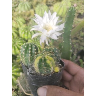 Cây xương rồng Echi lem vàng hoa trắng, siêng hoa