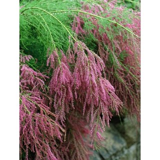 Cây giống tùng hồng - Pink Cascade