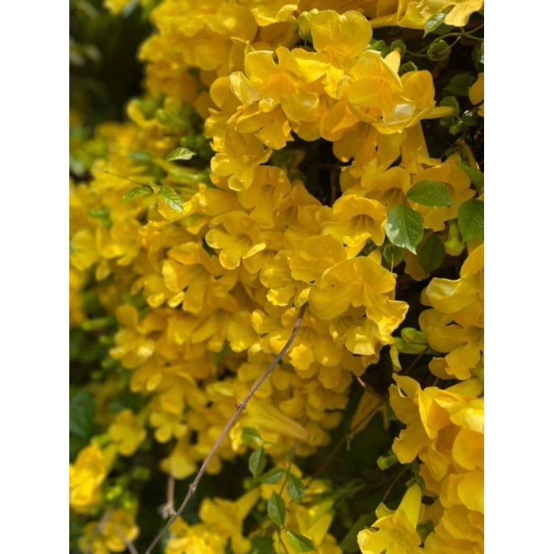 Cây hoa leo chuôn vàng - hoa vuốt mèo