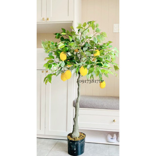 Cây chanh Mỹ cao 1m3, cây giả trang trí decor