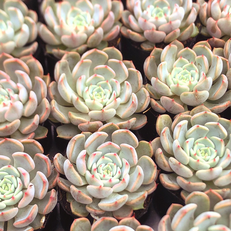 Siêu giảm giá sen đá Cúc Gai Hồng