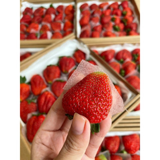 [Giao Nhanh 2h] Dâu Mỹ Montery Trồng Tại Đà Lạt - Hộp 500gr - Tặng Kèm Muối Xí Muội size 20