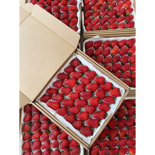 [Giao Nhanh 2h] Dâu Mỹ Montery Trồng Công Nghệ Cao Tại Đà Lạt - Hộp 500gr - Tặng Kèm Muối Xí Muội size 36