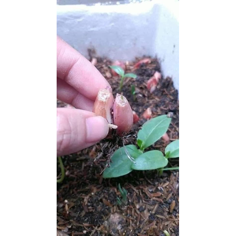 0,5KG CỦ HÀNH GIỐNG BA CHÀI