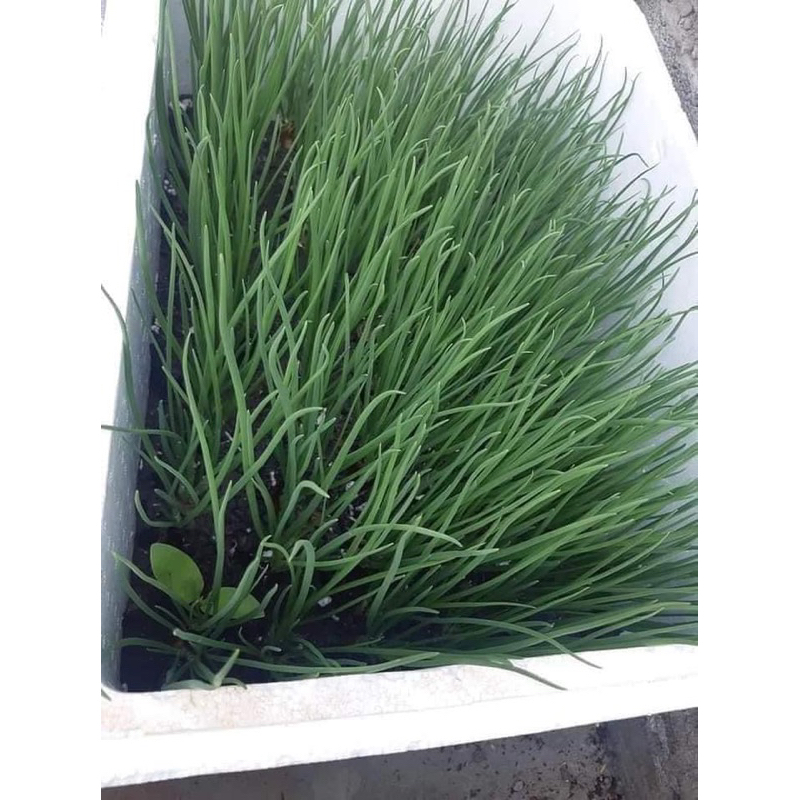 0,5KG CỦ HÀNH GIỐNG BA CHÀI