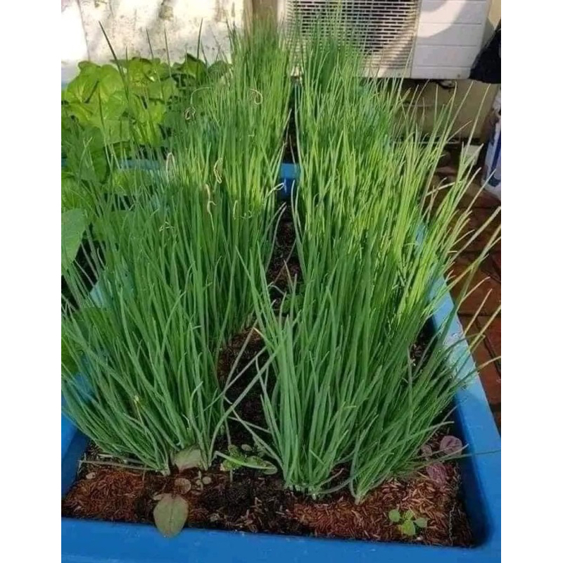 0,5KG CỦ HÀNH GIỐNG BA CHÀI