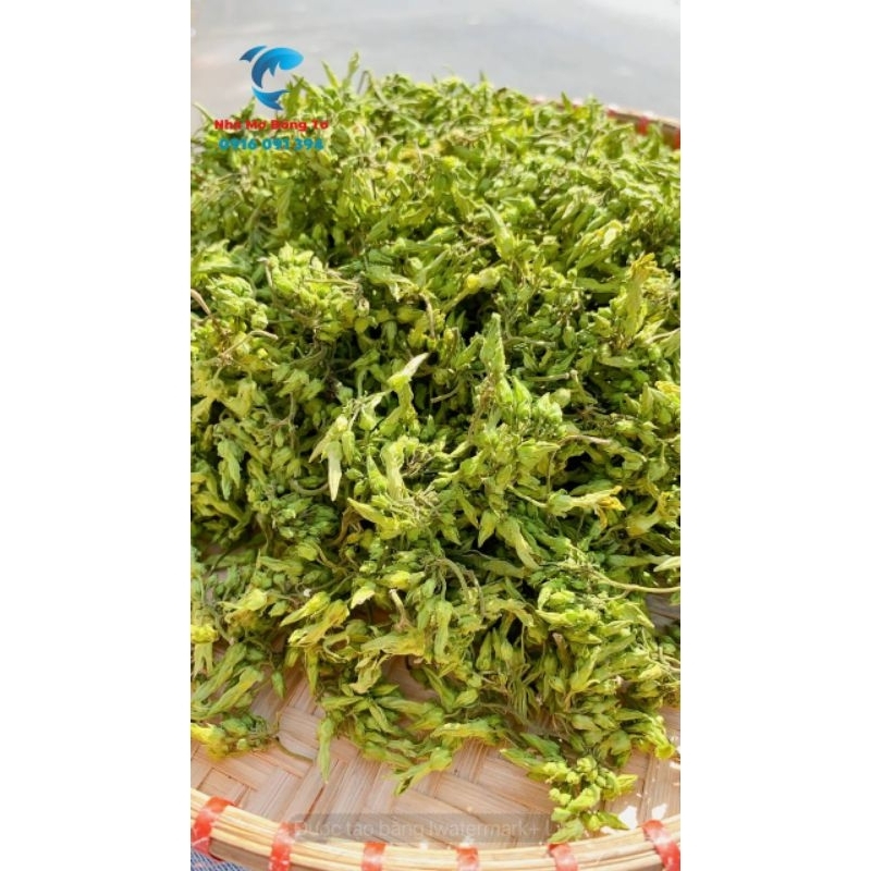 BÔNG THIÊN LÝ SẤY