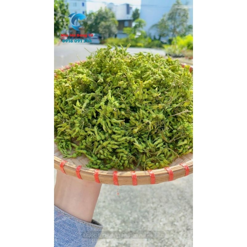 BÔNG THIÊN LÝ SẤY