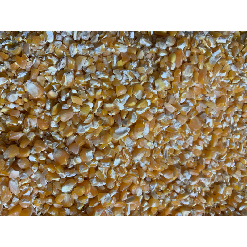 Ngô vỡ cho gà, chim câu 10.999₫ 1kg