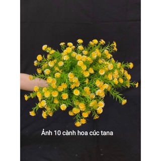 Cành hoa cúc tana