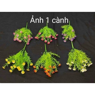 Cành hoa cúc tana